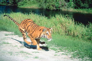 Running tiger