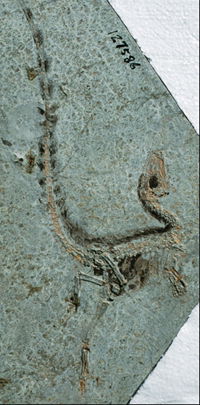 Sinosauropteryx fossil