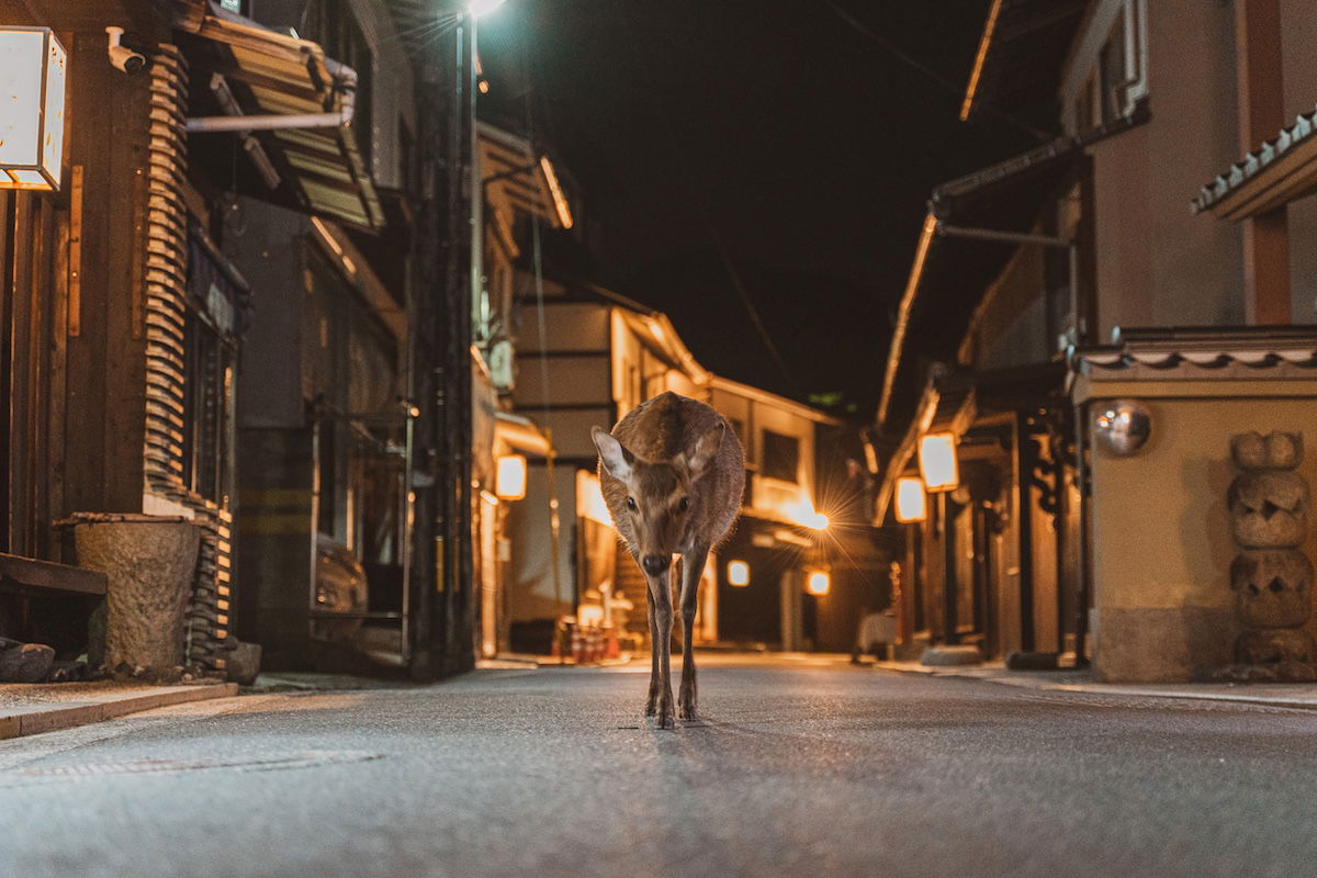 Deer in street