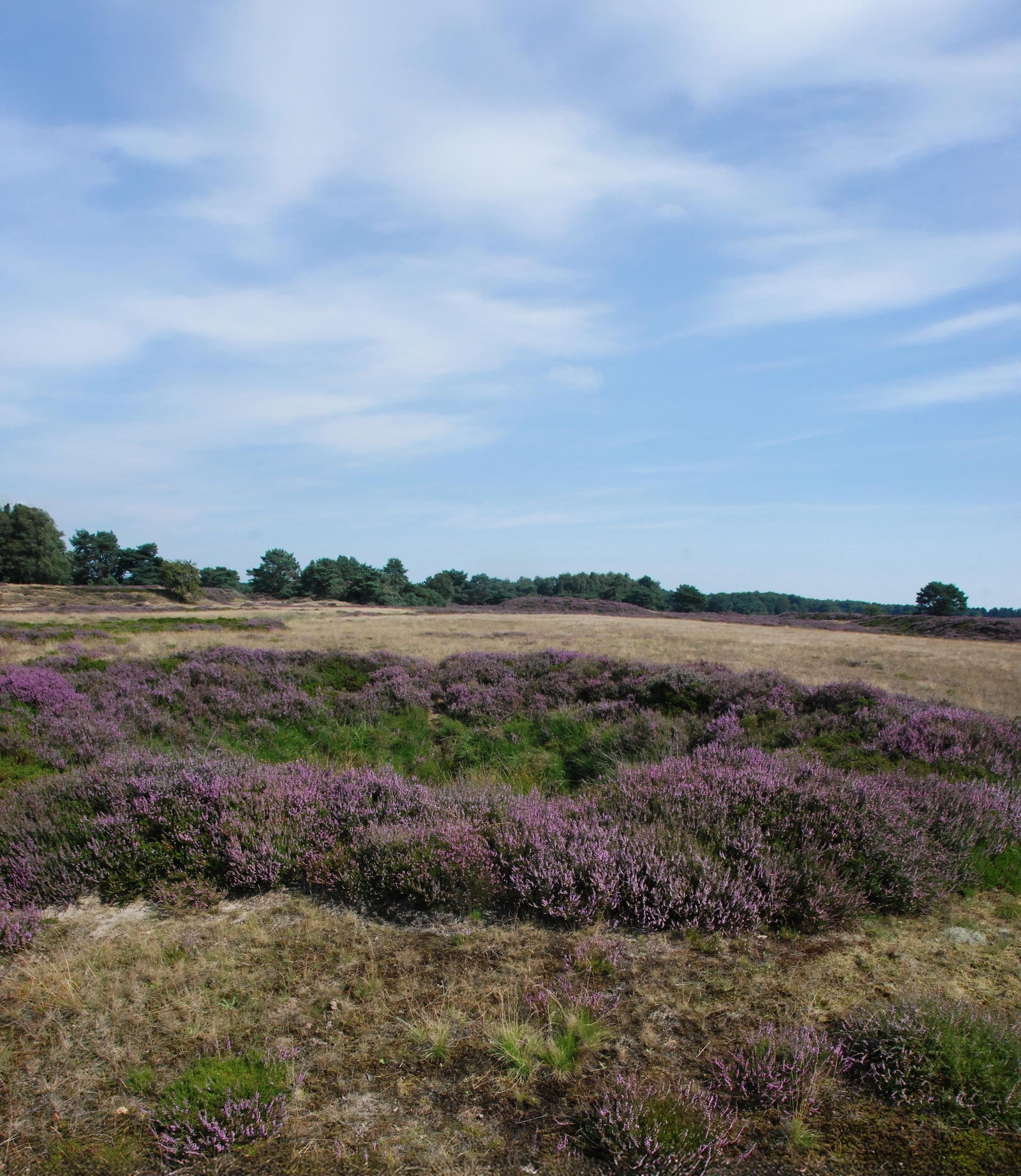 Lavender crater