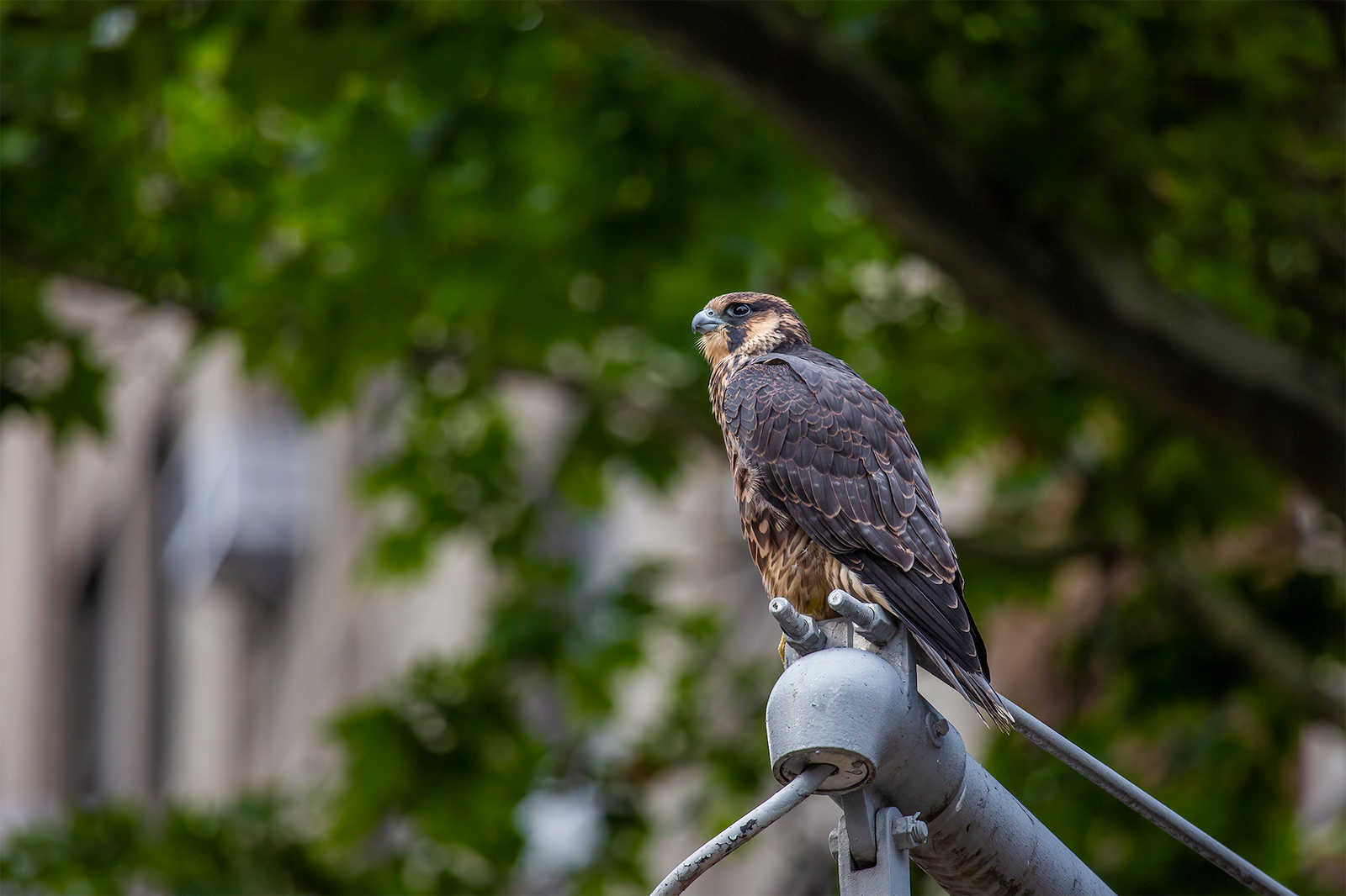 Peregrine falcon