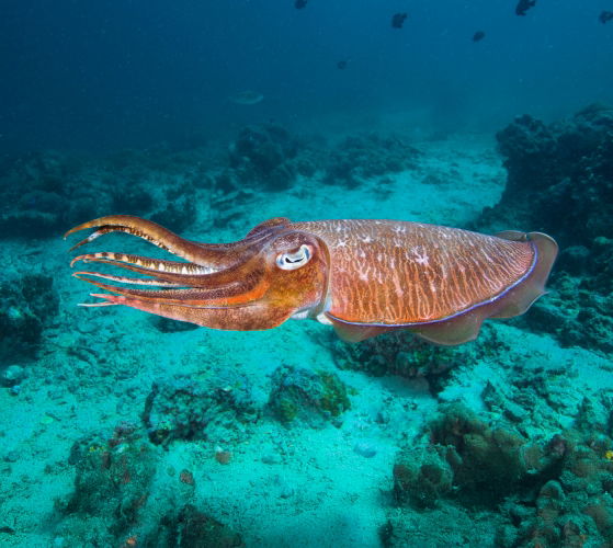 A swimming cuttlefish