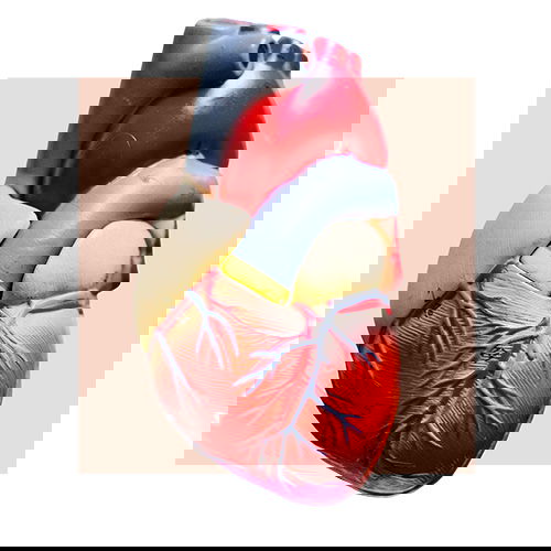 Human heart on a pink square background