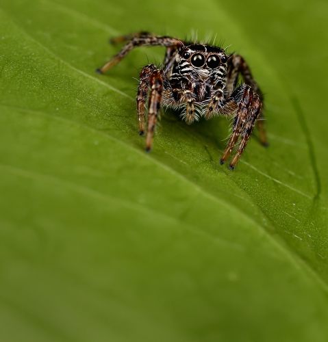 A spider on a leaf