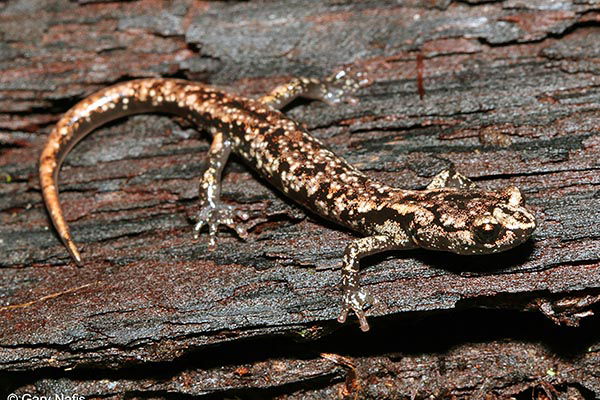 Wandering Salamander
