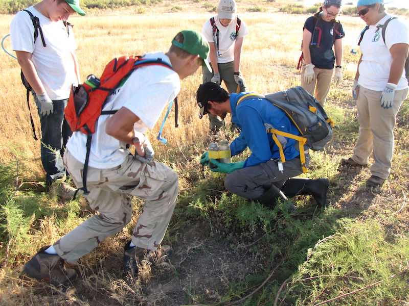 Group clearing invasive salt cedar and olive plants.