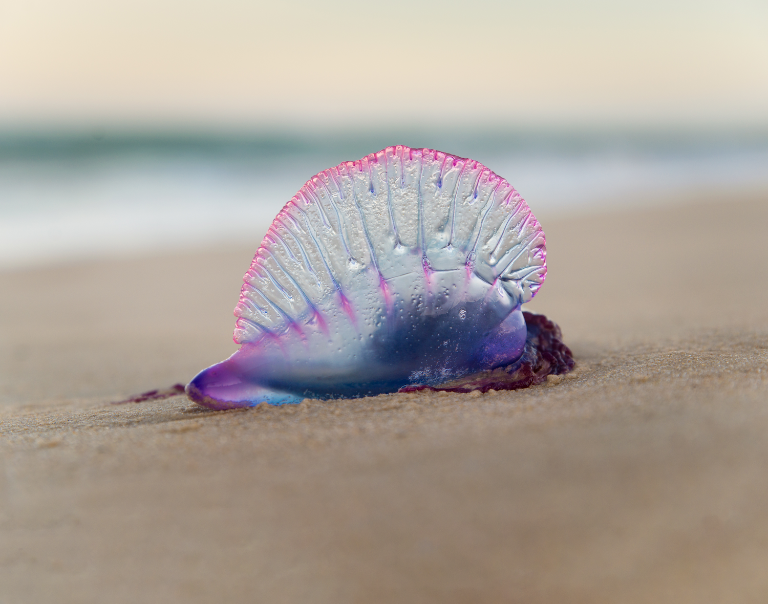 man o’ war on beach