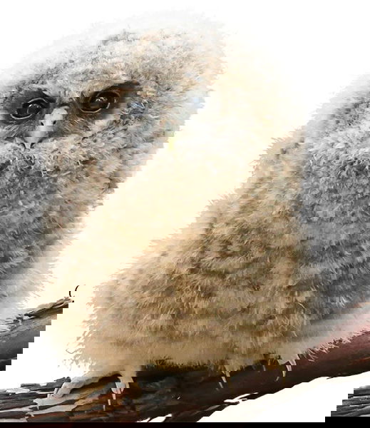 Northern spotted owl