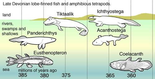 The evolutionary timeline of fish