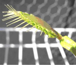 Venus flytrap bristles