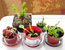 Healthy Venus Flytraps