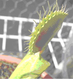 Venus flytrap bristles