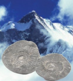 Fossil Ammorites in Himalayas
