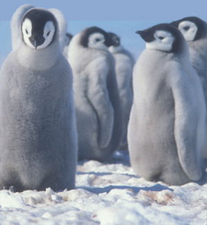 Penguin Chicks