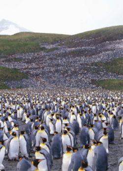 Penguin colony