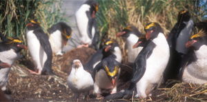 Macaroni penguins