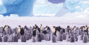 Penguin Rookery