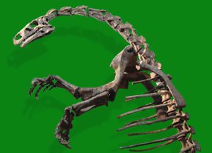 Plateosaurus Skeleton
