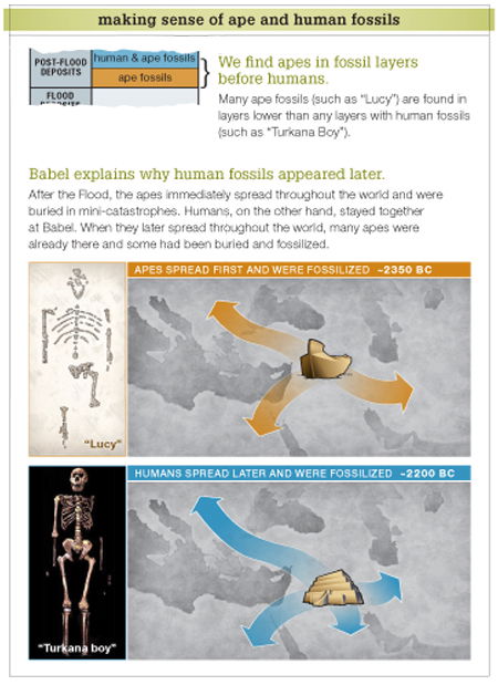 Human and Ape Fossil Comparison Chart