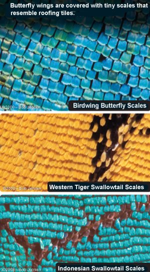 Butterfly Scales