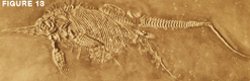 Fossil Ichthyosaur Giving Birth