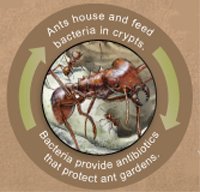 Ants and Bacteria