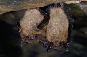 Brown Bats