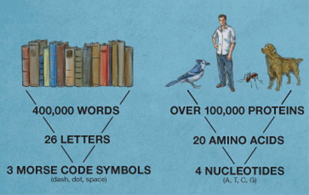 The Letters of a Language