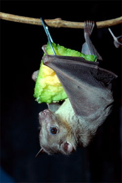 Egyptian fruit bat