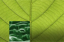 The underside of a leaf