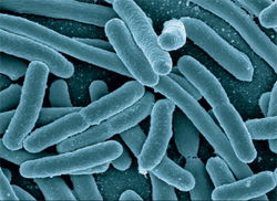 <em>Escherichia coli</em> (<em>E. coli</em>)