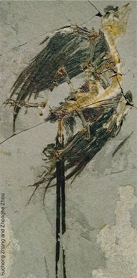 <em>Eoconfuciusornis zhengi</em>