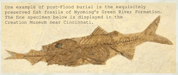 Fish Fossil