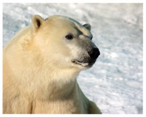 Polar Bear