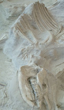 Rhinoceros Fossil