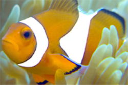 Clownfish