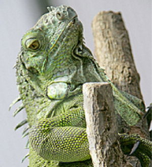 Green Iguana