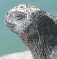 Iguana Head with Salt