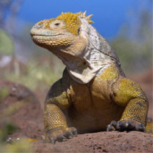 Land Iguana