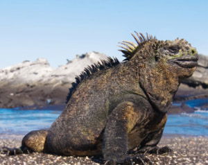 Marine Iguana