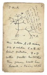 Sketch from one of Darwin's notebooks.