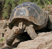 Galapagos Tortoise