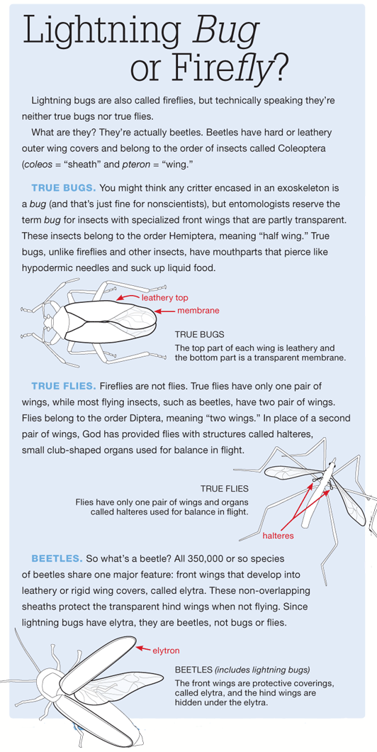 lightning bugs facts