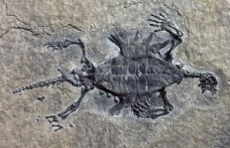 Turtle Fossil