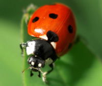 Ladybug