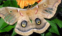 Polyphemus Moth