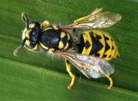 Yellow Jacket