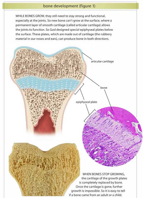 Bone Development