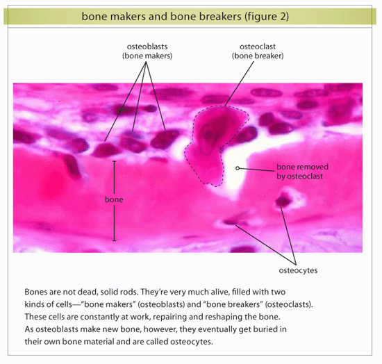 Bone Makers and Breakers
