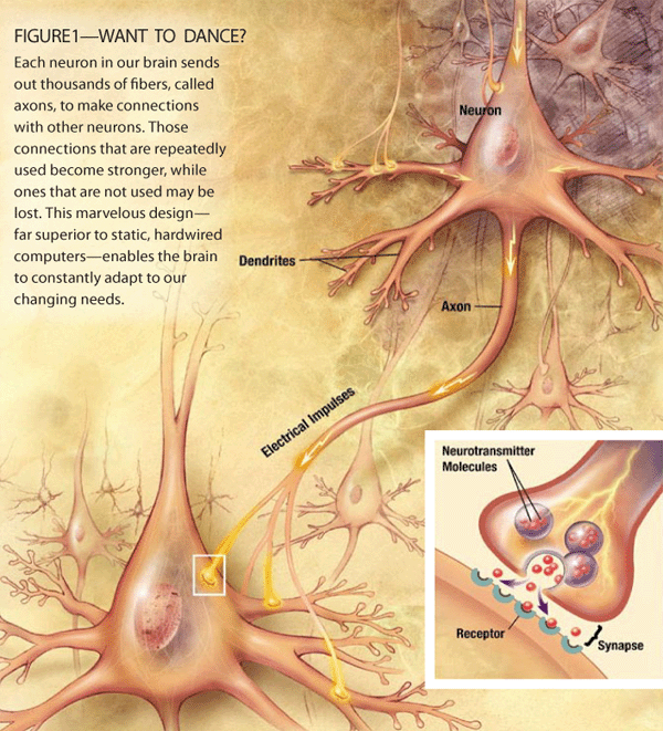 Neurons in our Brain